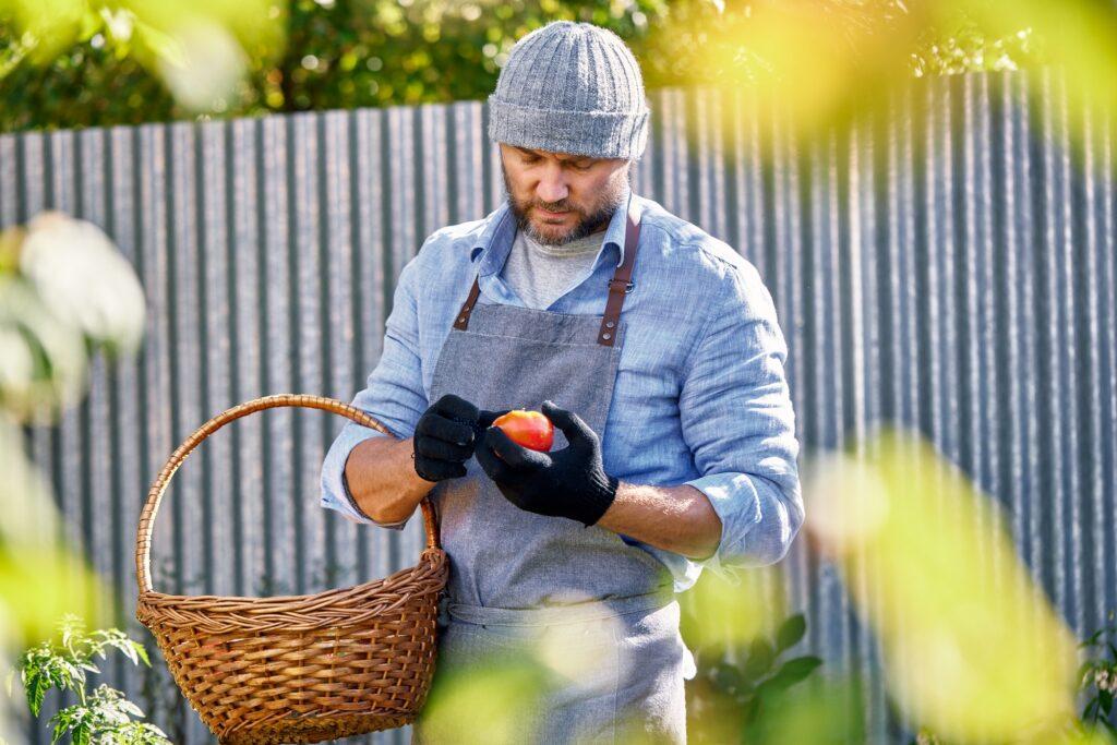 Male farmer picking fresh tomatoes from his hothouse garden